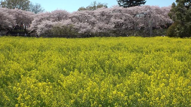 SATTE,  SAITAMA,  JAPAN - CIRCA APRIL 2019 : CHERRY BLOSSOMS and RAPE FLOWER (CANOLA FLOWER).  Spring season.