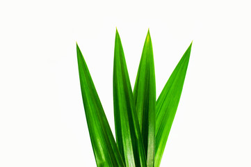 green leaf isolated on white background