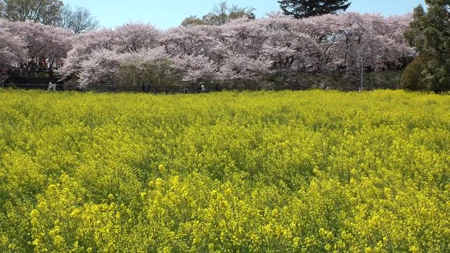 SATTE,  SAITAMA,  JAPAN - CIRCA APRIL 2019 : CHERRY BLOSSOMS and RAPE FLOWER (CANOLA FLOWER).  Spring season.