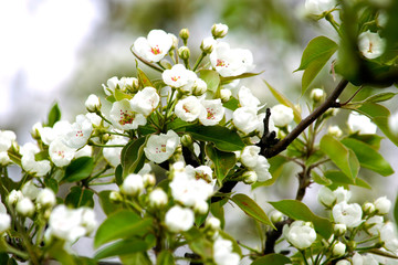 blooming pear tree branches in a spring garden, white flowers and young green foliage, background, backdrop