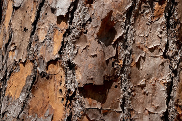 abstract with brown tree bark