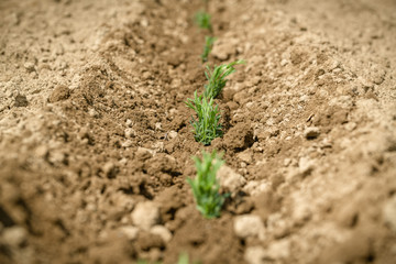 Organic lavender seedling just transplanted