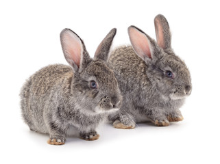 Gray rabbits isolated.