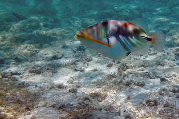 Fototapeta na wymiar The colorful reef triggerfish floats in shallow water in search of food in lagoon near tropical Mauritius island