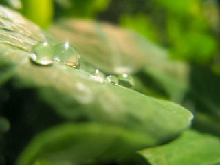 Bright transparent drop of dew on a pea leaf in the morning garden. A round drop after the rain remained on the green fresh leaf of the plant in the garden. Regular watering plants.