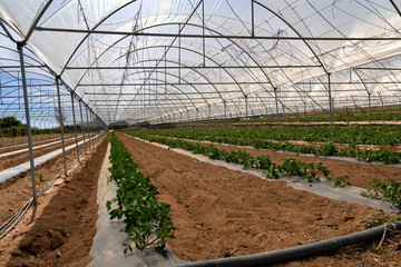 Modern greenhouse with tomato plant