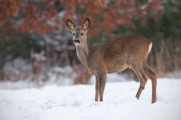 Naklejka na ściany i meble Roe deer, capreolus capreolus, in deep snow in winter. Wild animal in freezing environment. Cold wildlife scenery.