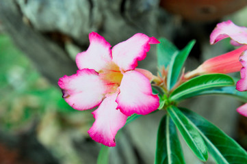 Azalea flowers  in the garden