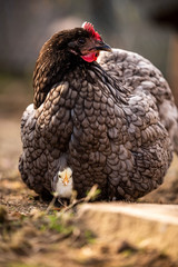 Küken sitzt unter einem Huhn