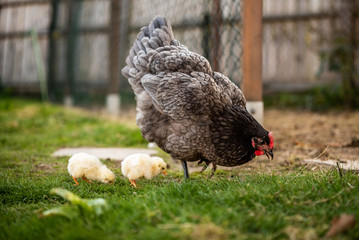 Huhn mit zwei Küken