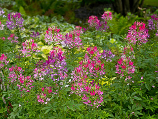 Cleome hassleriana growing in a flower border
