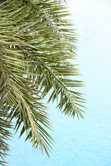 The fresh palm leaves on the beautiful clean water background .