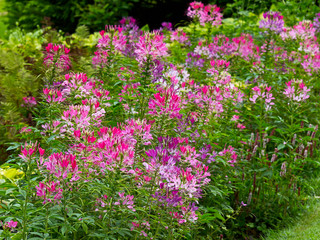 Obraz premium Cleome hassleriana growing in a flower border