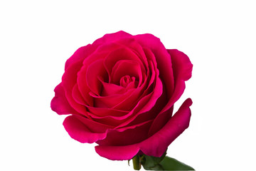 beautiful red rose, isolated object on white background