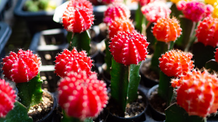 In tree shop, Red cactus in the pot Arranged in rows.