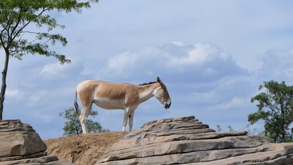 Onager on a hill with a blue sky background