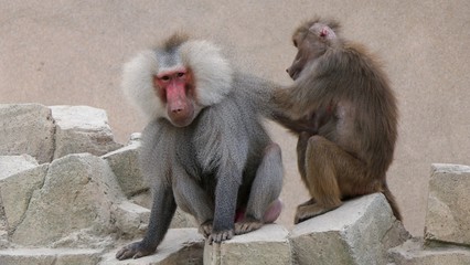 Obraz premium female baboon grooming male baboon