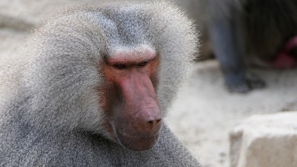 hamadryas baboon portrait