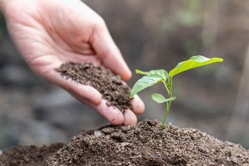 World soil day concept.Hand with green young plant growing in soil on nature background.planting trees back to the forest, Creating awareness for love wild, Wild plant concept.