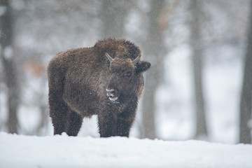 European bison, bison bonasus, in the forest with snow. Young wisnet in winter. Wildlife scenery in cold weather. © WildMedia