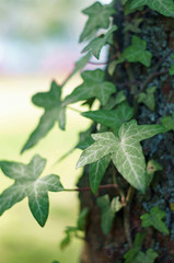 Efeu - ivy leaf (hedera helix)