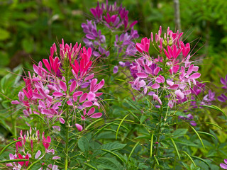 Obraz premium Cleome hassleriana growing in a flower border