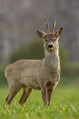 Roe deer, capreolus capreolus, buck on a spring sunny day. Morning wildlife scenery from nature. Alerted wild deer with blurred background. Portrait.