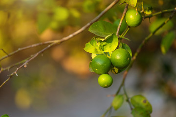 Close up of green Lemons grow on the lemon tree in a garden citrus fruit thailand.