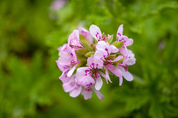 pink flowers in the garden