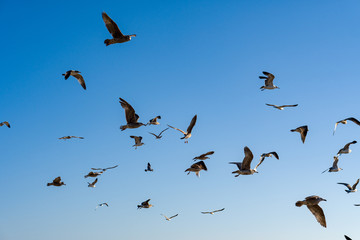 flock of birds flying in blue sky