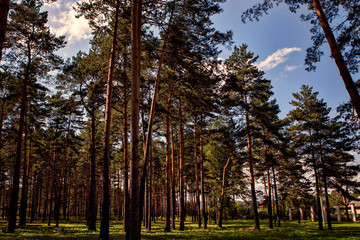 Obraz premium Siberian fairy-tale forest in the summer with magical meadows