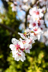 White cherry blossoms on blue background