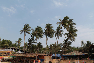 Obraz premium coconut tree 