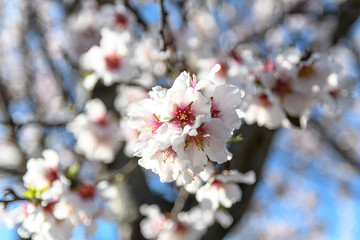 White cherry blossoms on blue background
