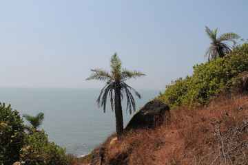palm tree sea side