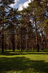 Siberian fairy-tale forest in the summer with magical meadows