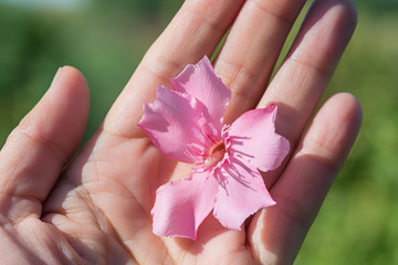 Obraz na płótnie Canvas rosa Oleanderblüte auf einer Frauenhand