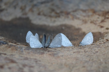 butterfly on a pool