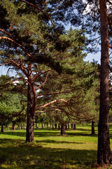 Siberian fairy-tale forest in the summer with magical meadows