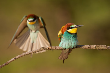 Pair of european bee-eaters, merops apiaster. Two colorful exotic looking birds. Action wildlife scenery with one bird sitting on a perch and second landing in background