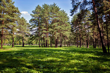 Siberian fairy-tale forest in the summer with magical meadows