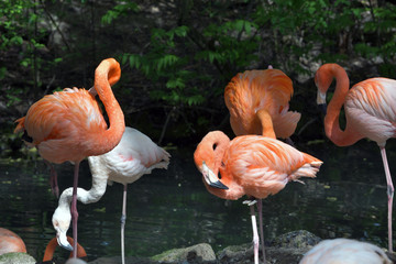Flamingos im Hellabrunn