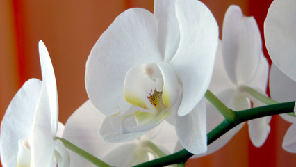 Obraz premium Schmetterlingsorchidee weiß