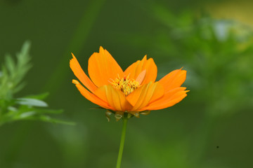 yellow ray flower, also called flower cosmos, belongs to the sunflower family
