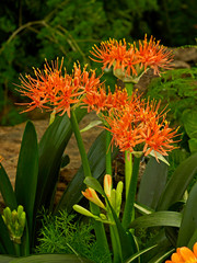 Haemanthus katherinae, Scadoxus flowering in a tropical garden