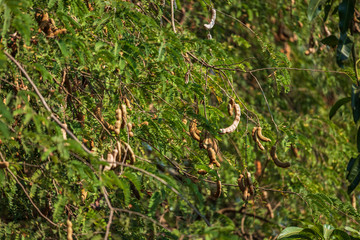 raw tamarind on the tamarind tree in the garden with natural the summer background in Thailand.
