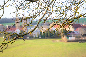 The branches of a spring tree and the village on the horizon