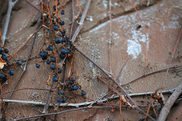 Texture of wild grapes, which woven on a stone wall background