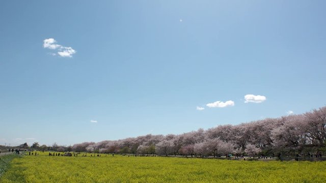 SATTE,  SAITAMA,  JAPAN - CIRCA APRIL 2019 : CHERRY BLOSSOMS and RAPE FLOWER (CANOLA FLOWER).  Spring season.