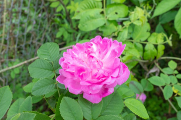 Pink flowers in the back yard